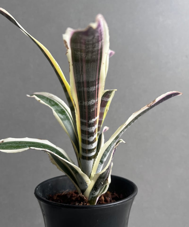 Aechmea aquilegia Variegated〔エクメア〕A0149 Aechmea aquilega variegated – Tropiflora