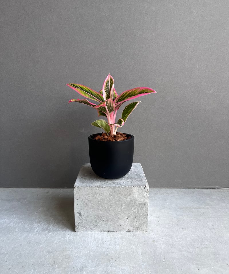 アグラオネマ ロータス デライト 「Aglaonema Lotus Delight
