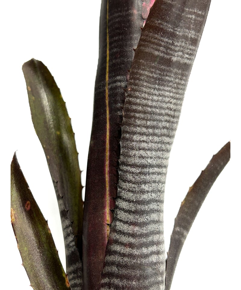 ビルベルギア ダースベイダー「Billbergia 'Darth vader'」3/17
