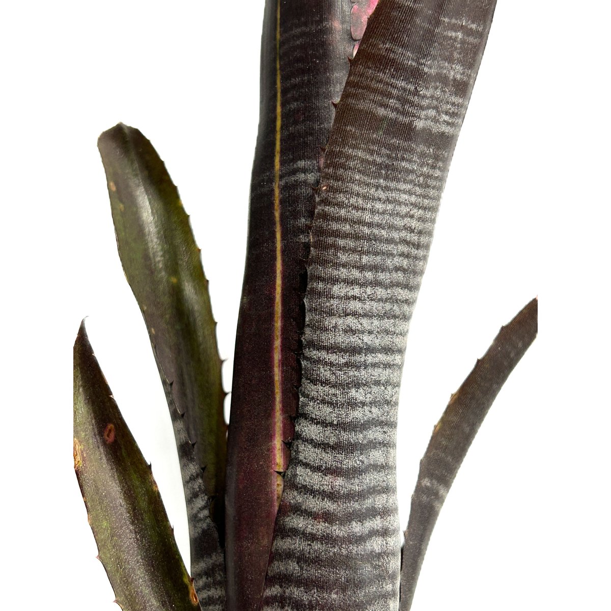 ビルベルギア ダースベイダー「Billbergia 'Darth vader'」3/17 ビルベルギア ダースベイダー「Billbergia 'Darth vader'」3/17