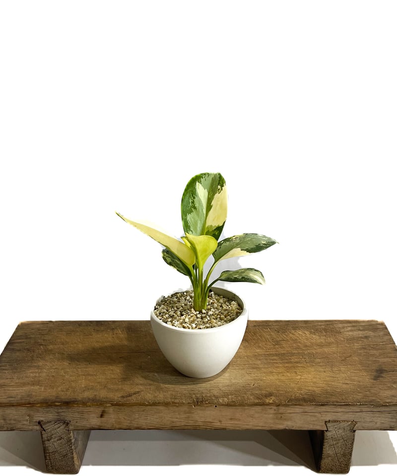 アグラオネマ スワンナプーム「Aglaonema Suvarnabhumi」9/2-48C-2
