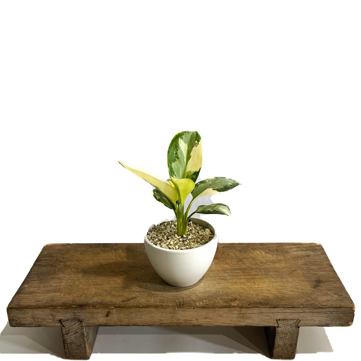 アグラオネマ スワンナプーム「Aglaonema Suvarnabhumi」9/2-48C-2