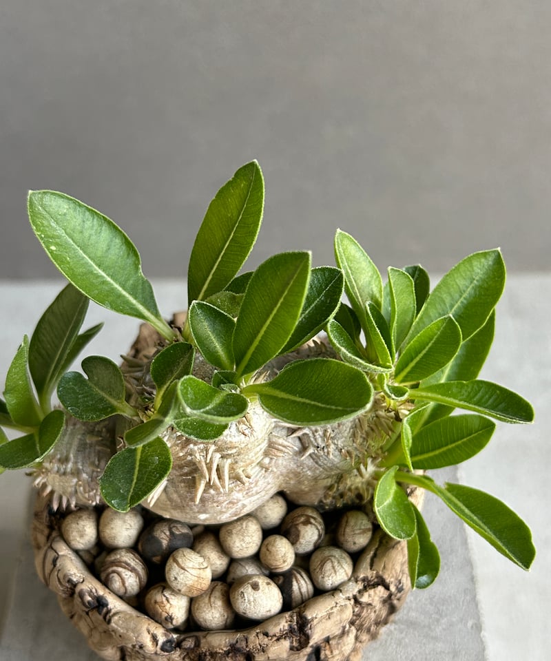 パキポディウム “恵比寿笑い”+ plantsmonsters pot 「Pachypodi