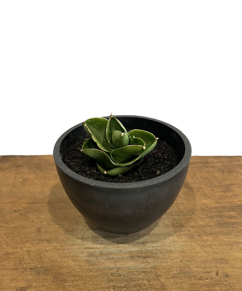 サンセベリア ベンジャロン「Sansevieria Benjarong」44T | SHOUC
