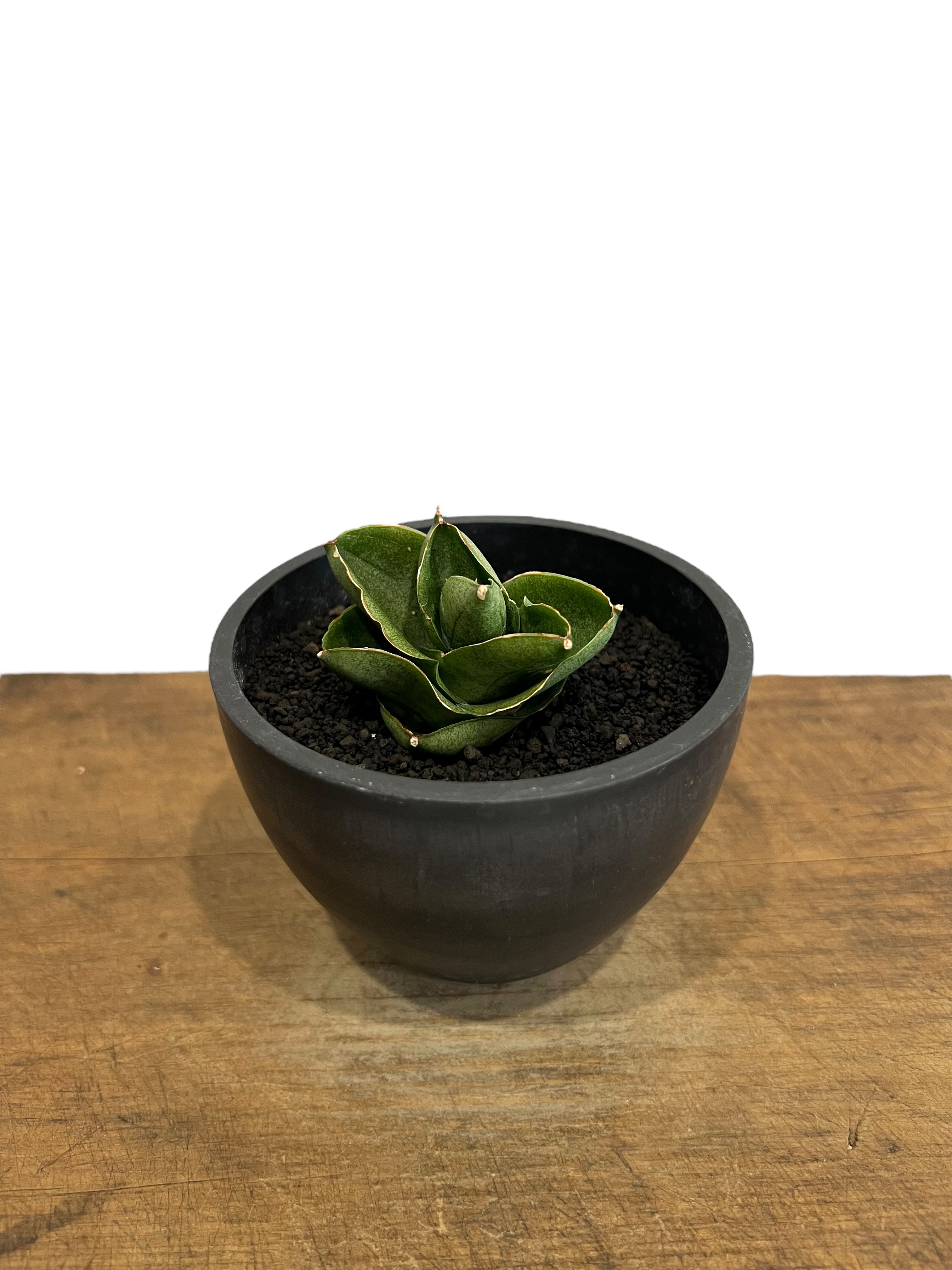 サンセベリア ベンジャロン「Sansevieria Benjarong」44T | SHOUC