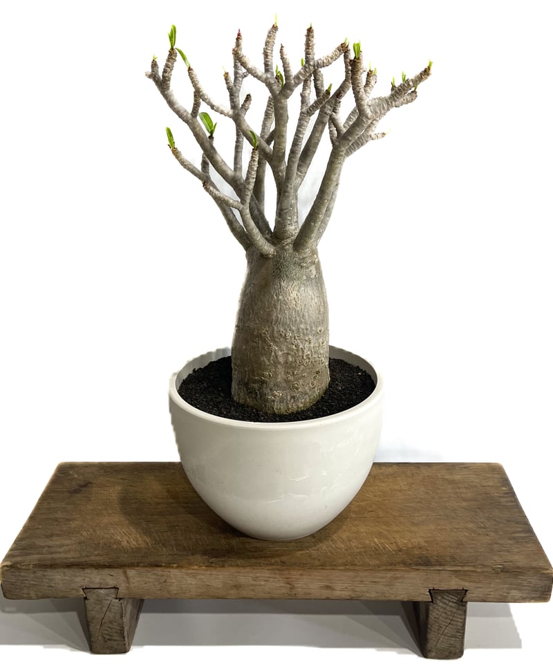 アデニウム アラビカム バオバブスタイル「Adenium arabicum Baobab St