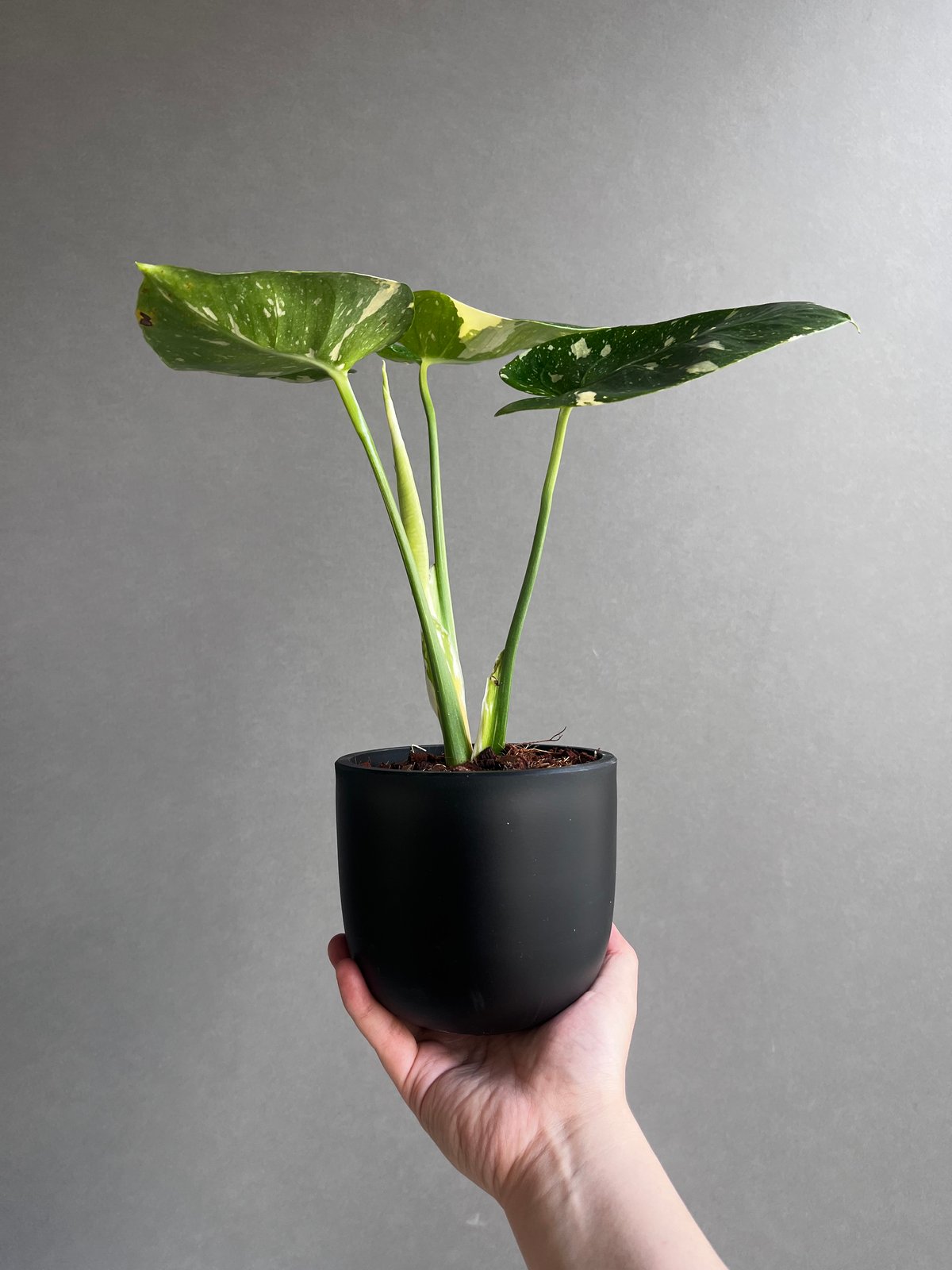 モンステラ•デリシオーサ カップケーキ ハート型葉付き fit=scale-down,w=1200