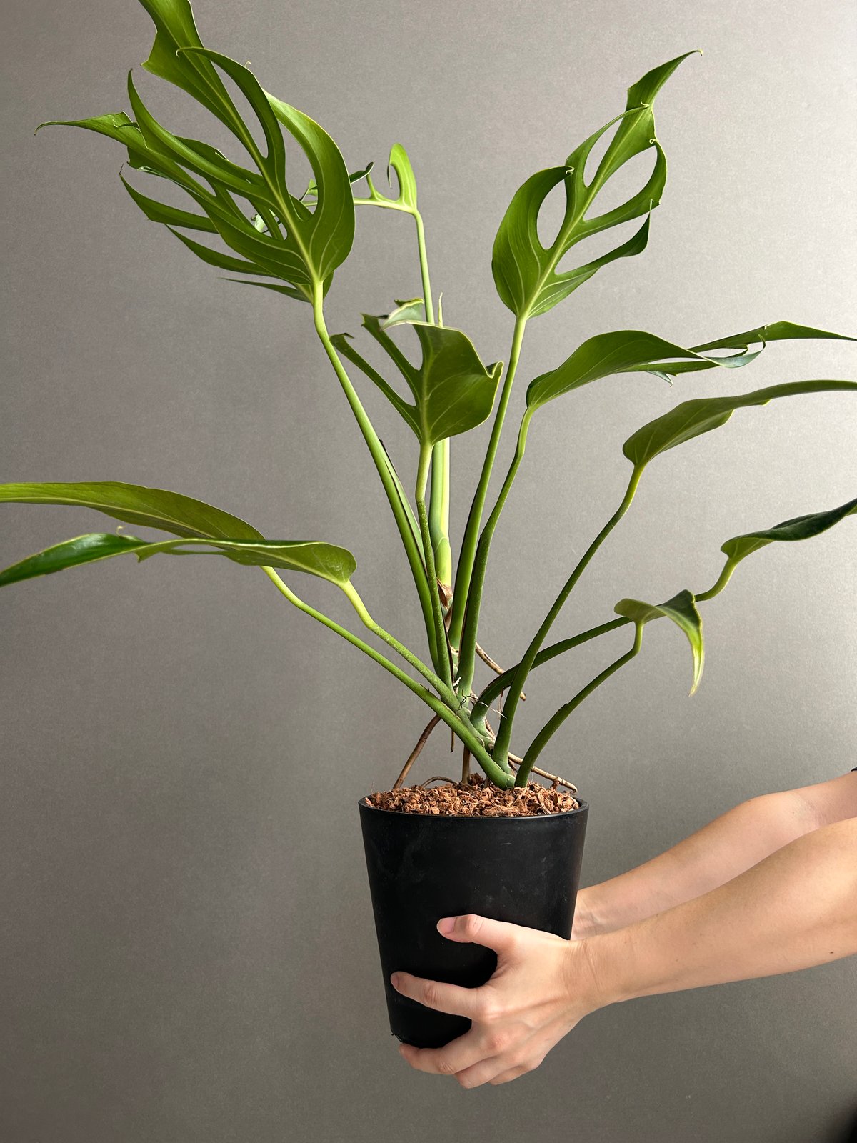 モンステラ バールマルクスフレーム 「Monstera burle marx's