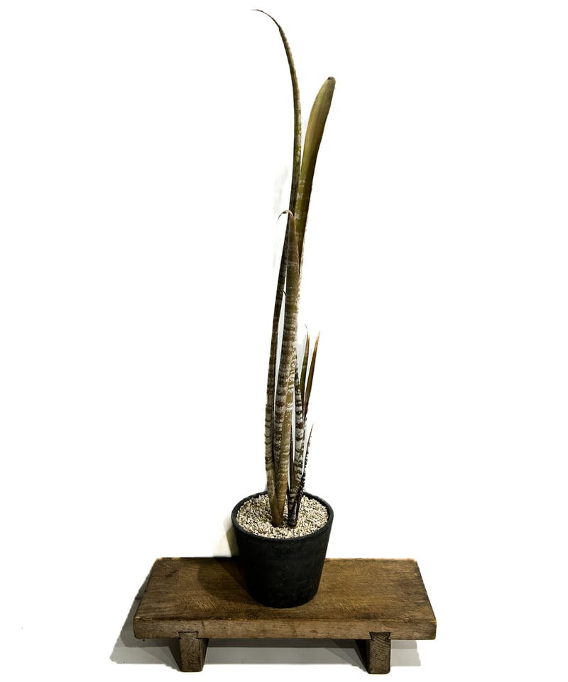 ビルベルギア メイエリ「Billbergia meyeri」6/25-823 | SHOUCH