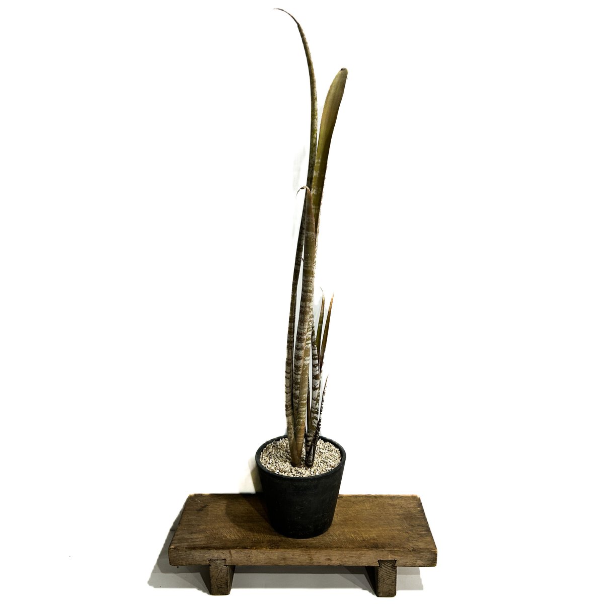 ビルベルギア メイエリ「Billbergia meyeri」6/25-823 | SHOUCH