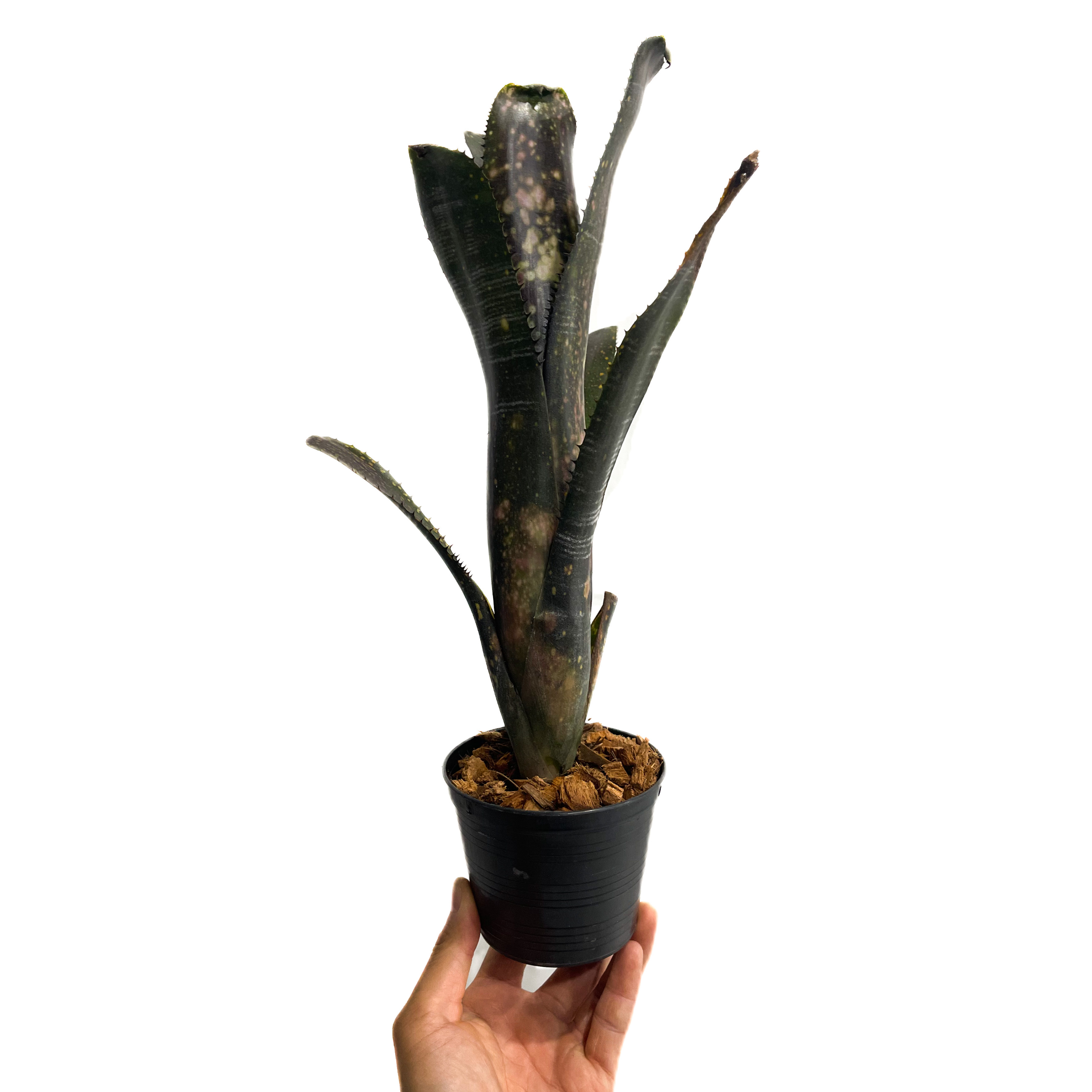 ビルベルギア オビ-ワン「Billbergia Obi - Wan」63G-3 | SHOUC