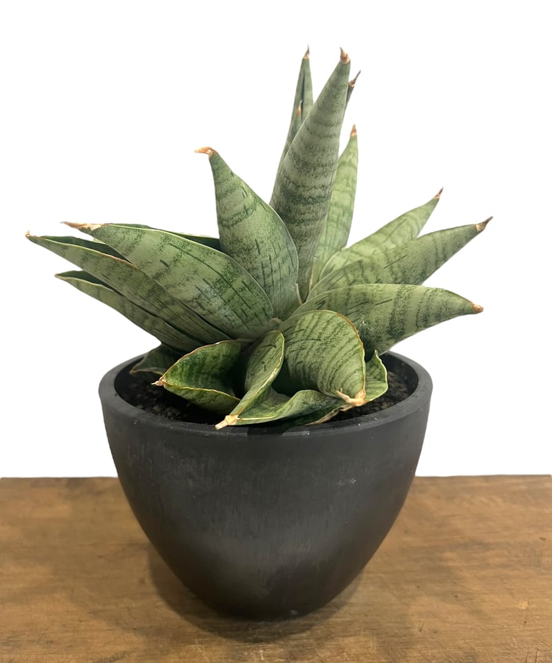サンセベリア ライオン ハート 「Sansevieria Lion Heart」70T | S