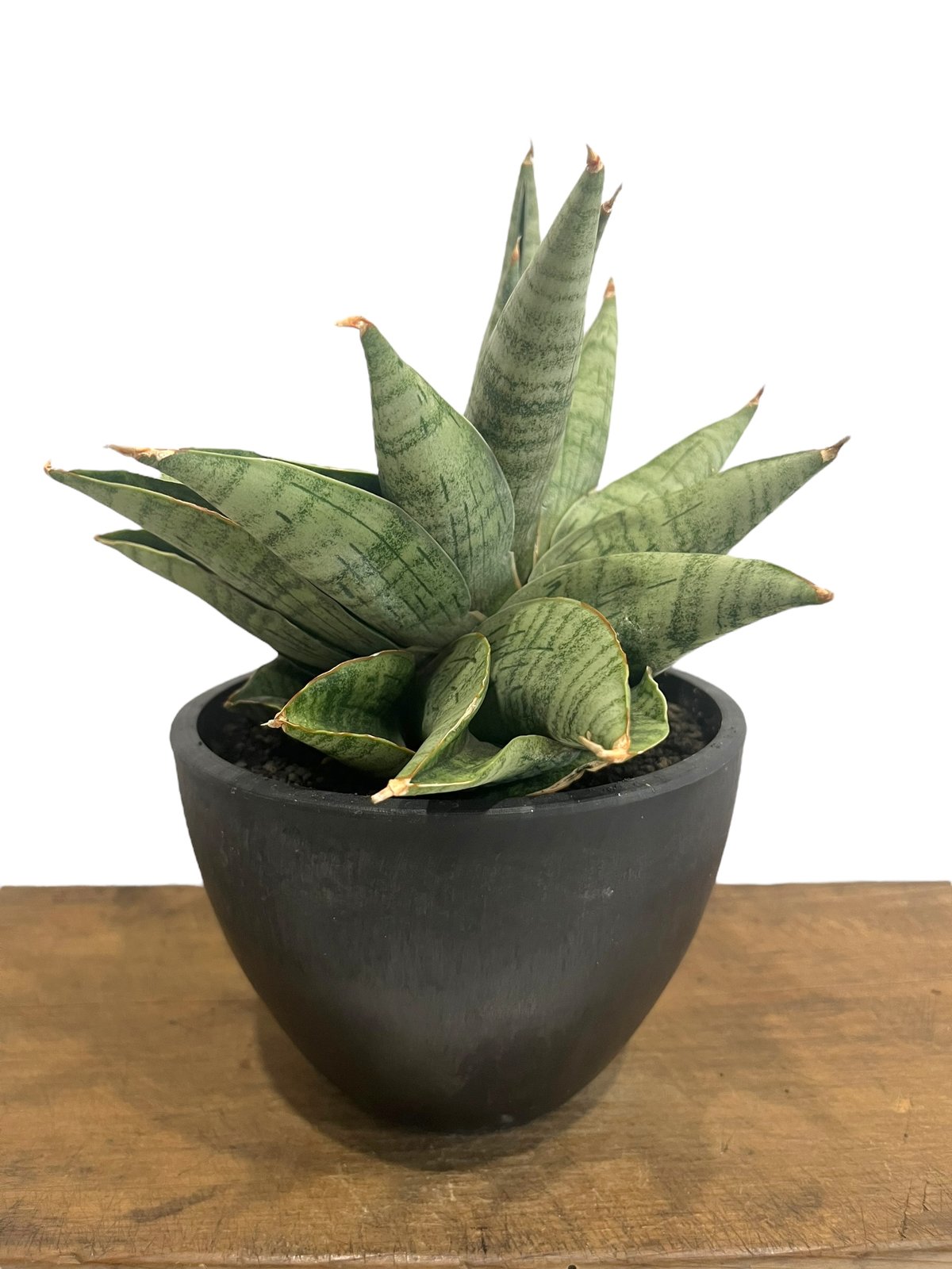 サンセベリア ライオン ハート 「Sansevieria Lion Heart」70T | S