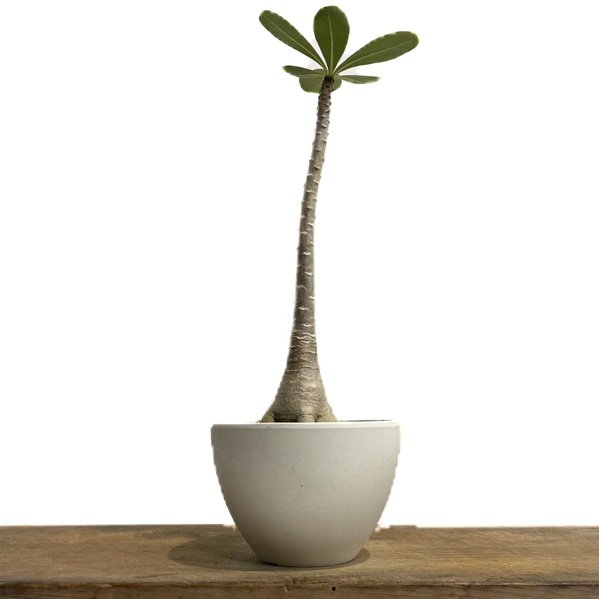 アデニウム ソコトラナム 「Adenium socotranum 」8/31-19C-2 |