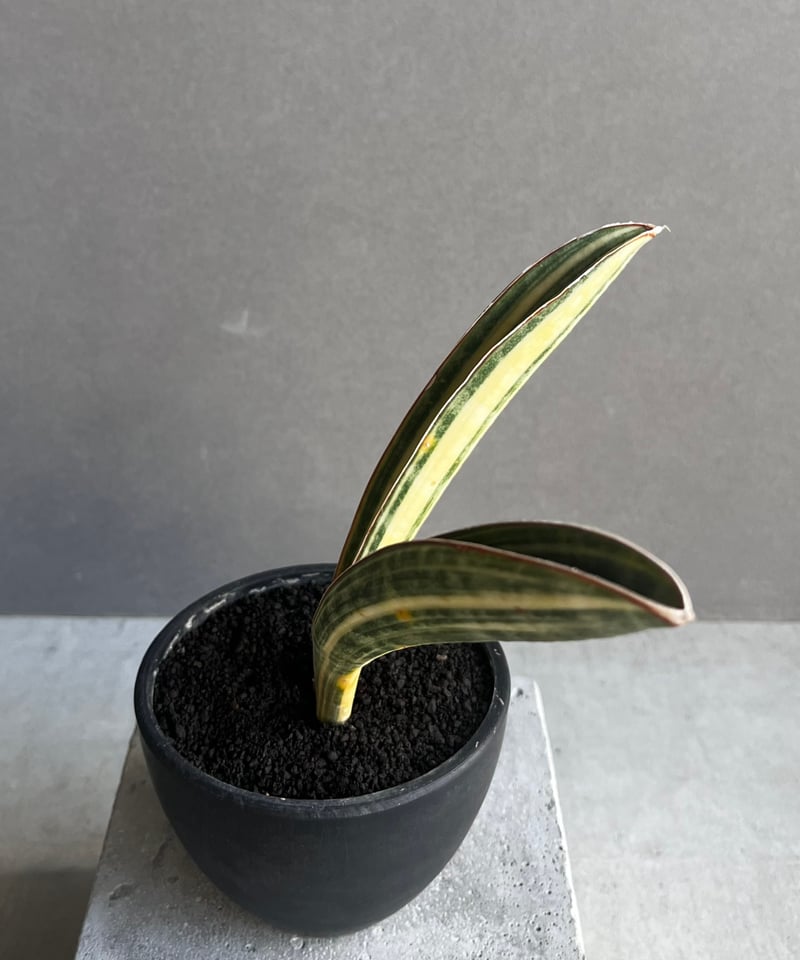 サンセベリア ハリー ベースボールバット 斑入 「Sansevieria hallii