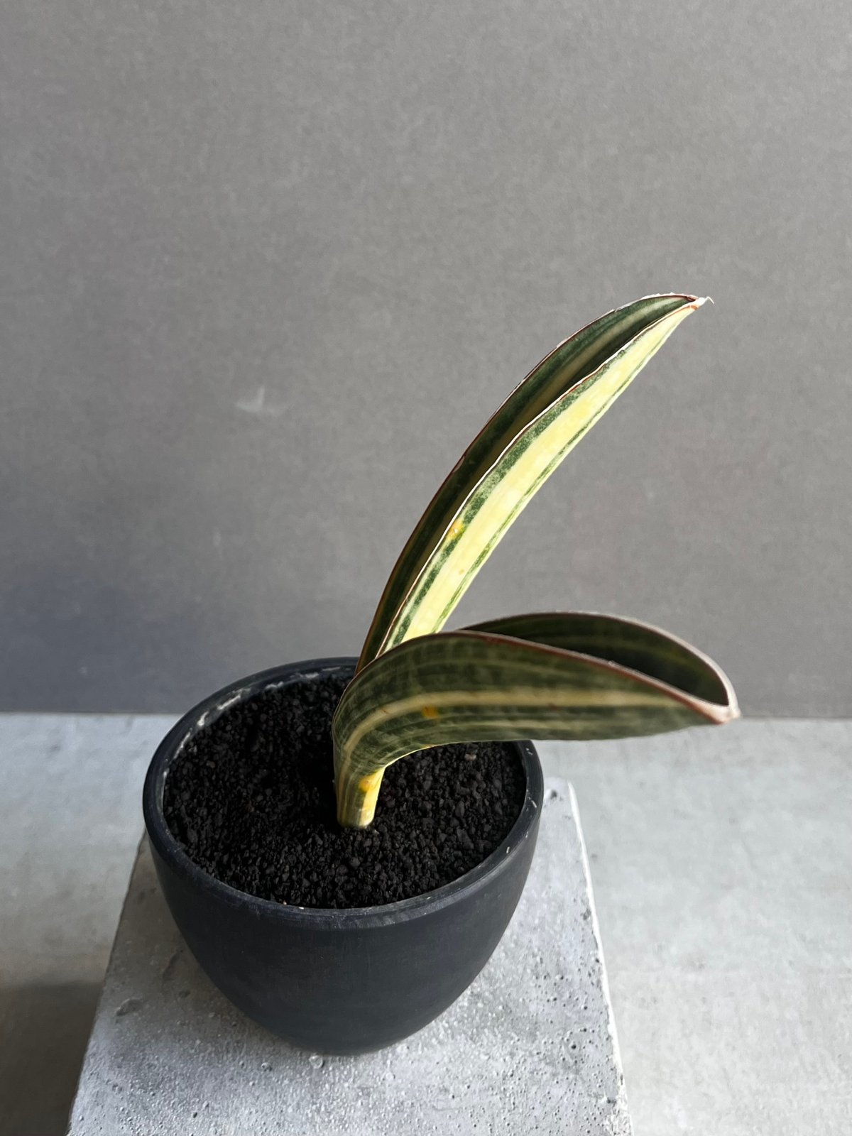 サンセベリア ハリー ベースボールバット 斑入 「Sansevieria hallii