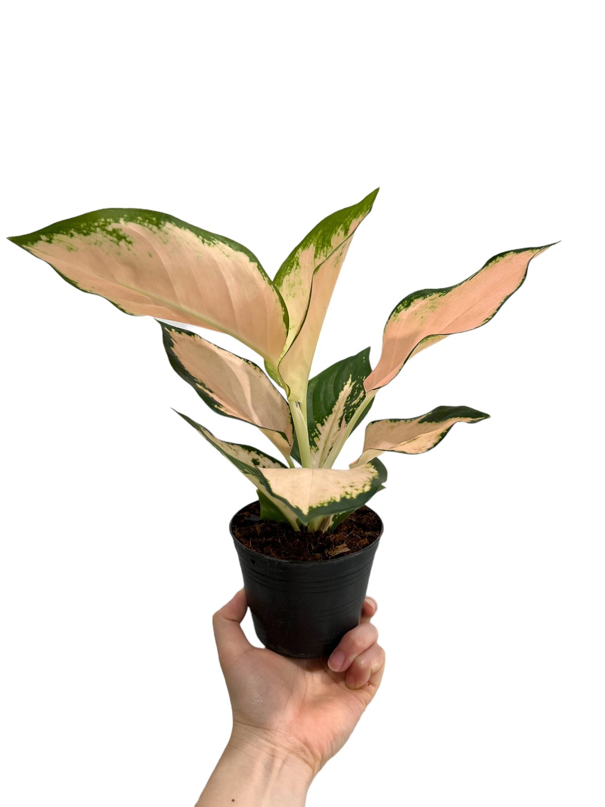 アグラオネマ コーチン ピーチ 「Aglaonema Cochin Peach」 25L