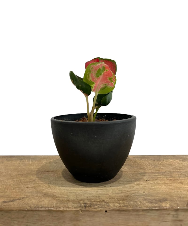 アグラオネマ スック ソム ジャイ ポン 丸葉 “変異種