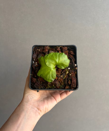 ビカクシダ〜superbumdwarf〜 P.superbum Dwarf AUS @bikamori.com ビカクシダ