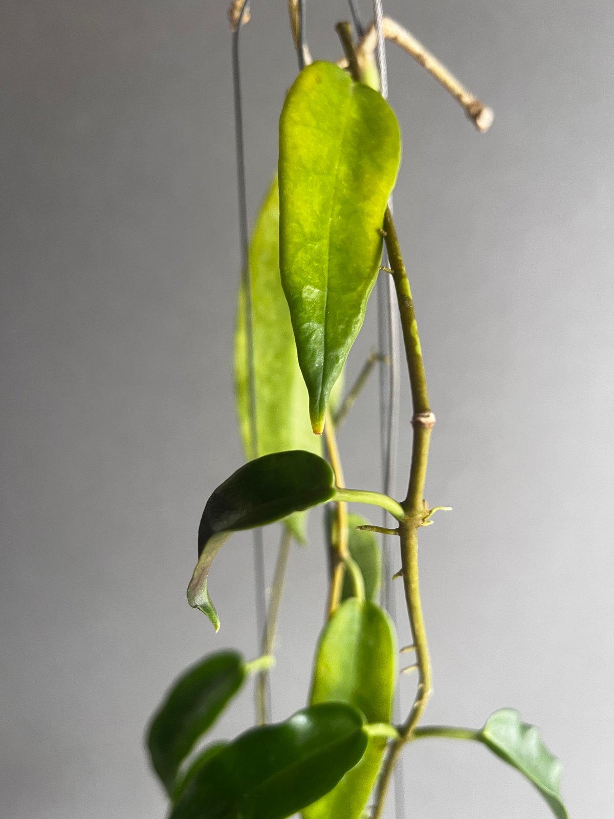 1141＊Hoya＊ホヤ＊アークボルディアナ＊斑入り＊ホヤ＊アークボルディアナ ホヤ アークボルディアーナ ピンク 「Hoya archboldiana pink 」70U