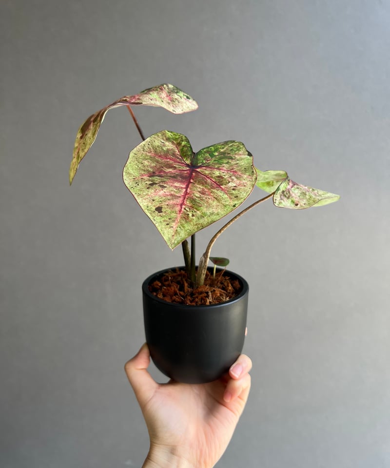 カラジューム ハイブリッド “ダルマ” 「Caladium Hybrid “Daruma”」5