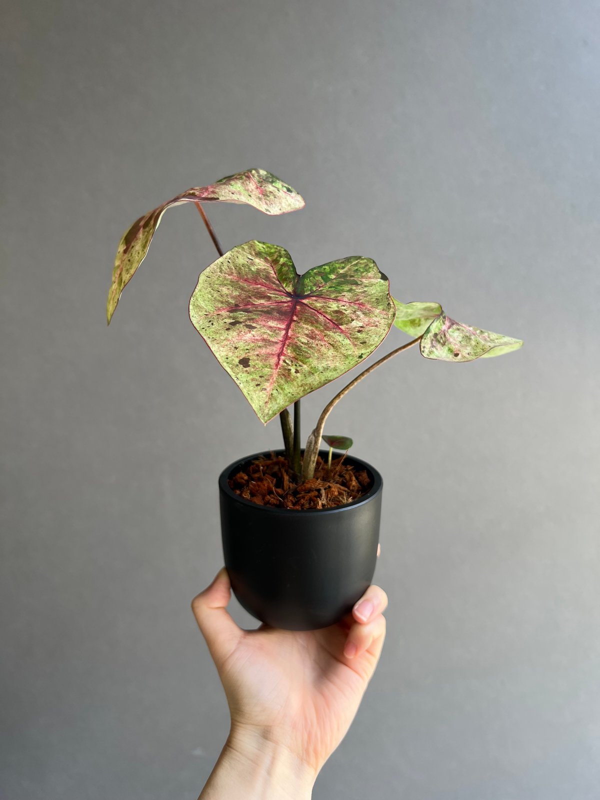 カラジューム ハイブリッド “ダルマ” 「Caladium Hybrid “Daruma”」5