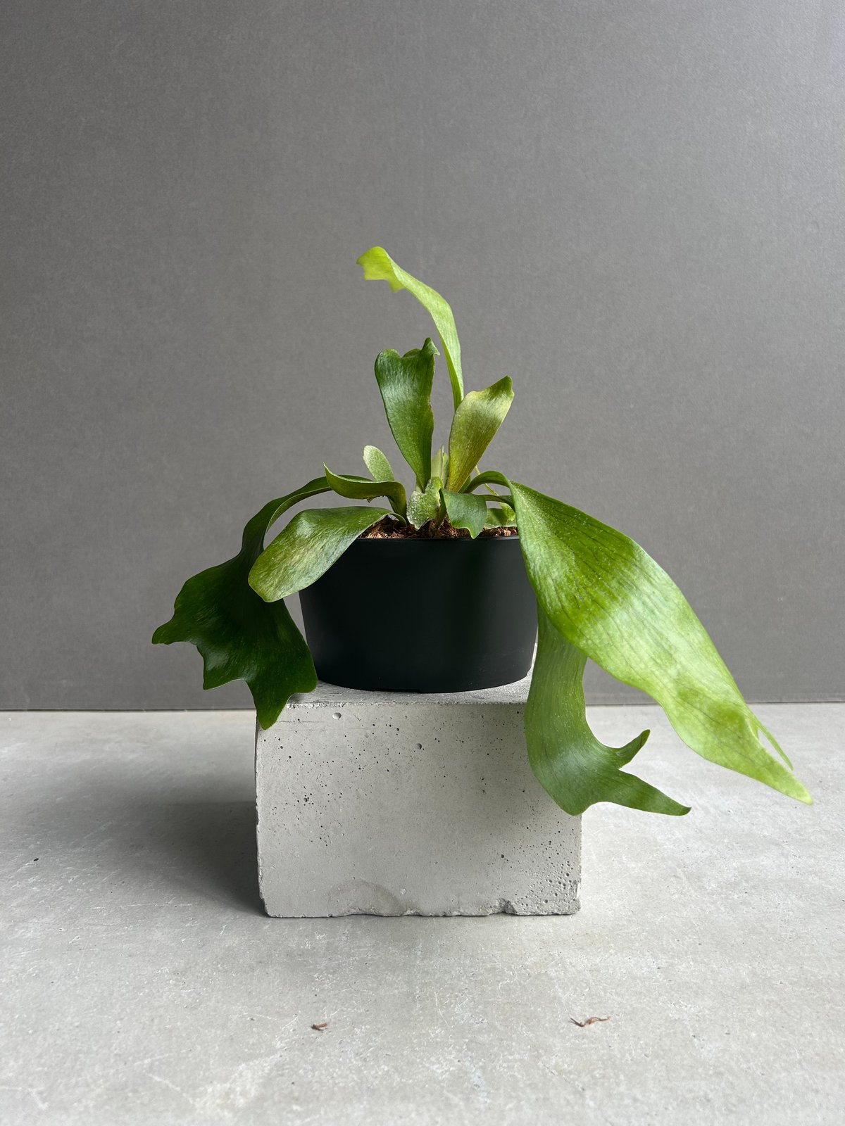 ビカクシダ ゴースト ハンズ 子株 (P. ウィリンキーx P.コロナリウム