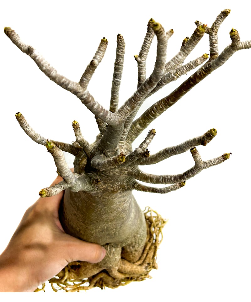 アデニウム アラビカム バオバブスタイル「Adenium arabicum Baobab St