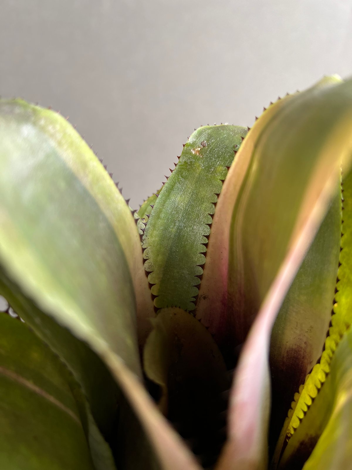 エクメア ファシアータ x フラボロゼア 「Aechmea fasciata x