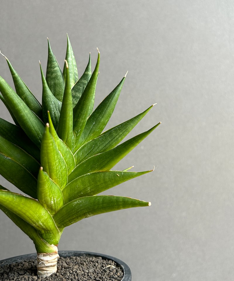 サンセベリア ボイボイ「Sansevieria Boi Boi 」97I | SHOUCHIKUEN