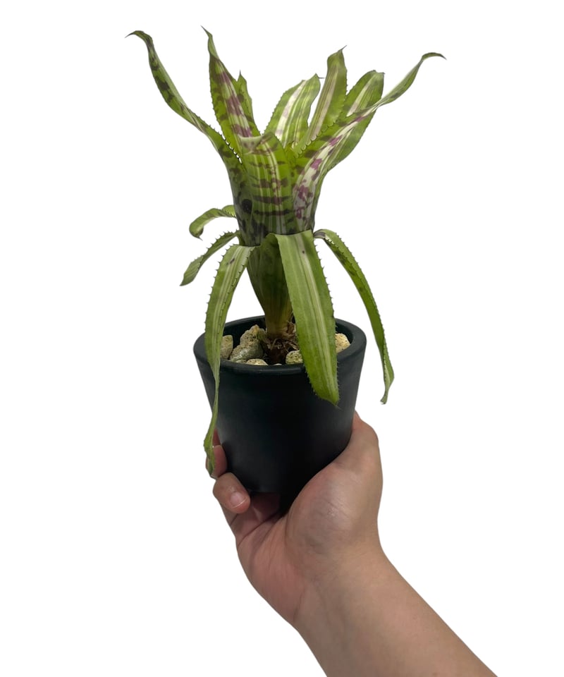 エクメア バート 斑入 「Aechmea Bert variegated」8S | SHOUC