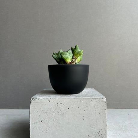 サンスベリア　セットD サンスベリア | STORES