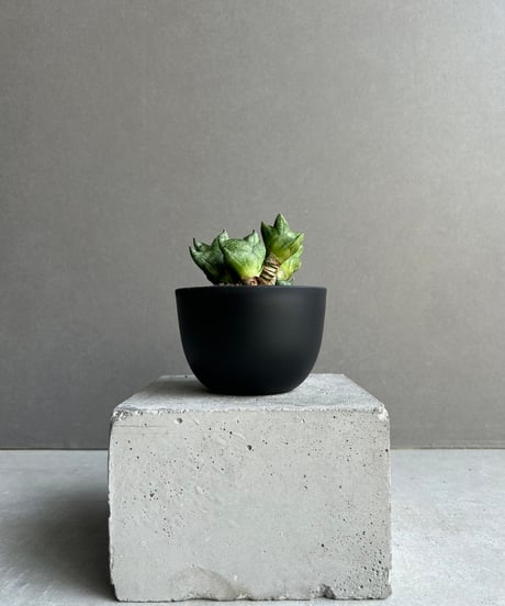 11月7日 夕刻に撮影 ❢ 旋回系　サンセベリア・ロリダ　鉢付き発送です 期間限定10％OFF！】【現品お届け】サンスベリア 3号 ロリダ 生産鉢