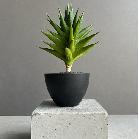 サンスベリア　セットD サンスベリア | STORES