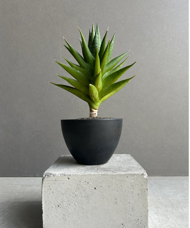 サンセベリア ボイボイ「Sansevieria Boi Boi 」97I | SHOUCHIKUEN