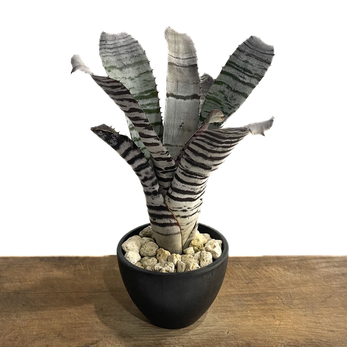 エクメア チャンティニー ブラック「Aechmea chantinii black」7E-2