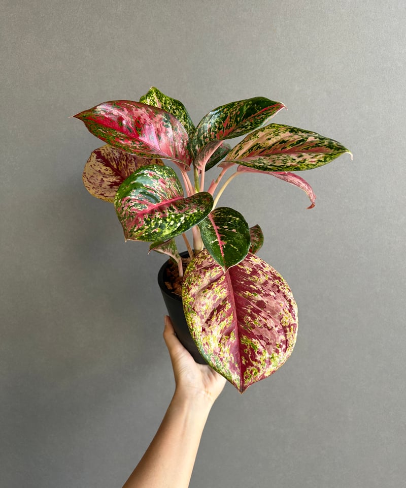 アグラオネマ プラチナム カラット 「Aglaonema Platinum Karat」28I
