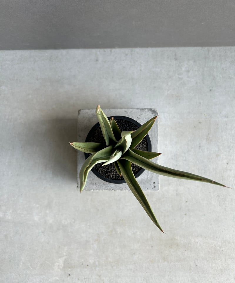 サンセベリア バイ-ビッド 「Sansevieria Bi-Bid (by Unyamanee