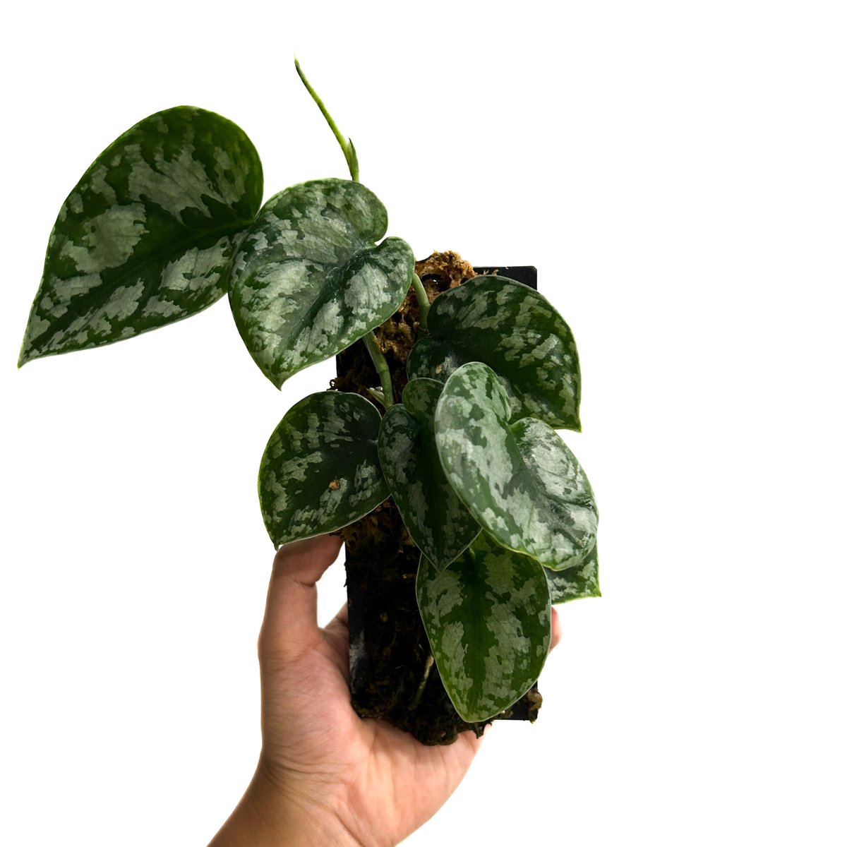 スキンダプサス sp.「Scindapsus sp.」8/12-48B | SHOUCHIKUEN スキンダプサス sp.「Scindapsus sp.」8/12-48B | SHOUCHIKUEN