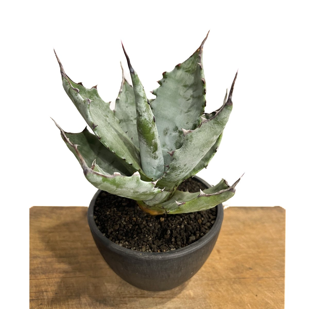 アガベ　コロラータ アガベ コロラータ ハイブリッド | カトーエンゲー