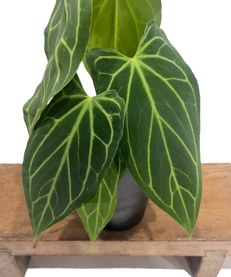 アンスリウム クリスタリナム x シルバー ホープ 「Anthurium