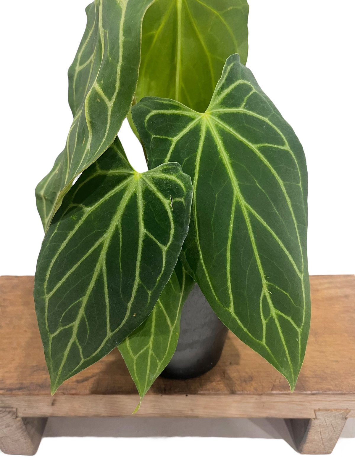 アンスリウム クリスタリナム　anthurium crystallinum 楽天市場】PLANCHU 観葉植物 アンスリウム クリスタリナム 3.5号