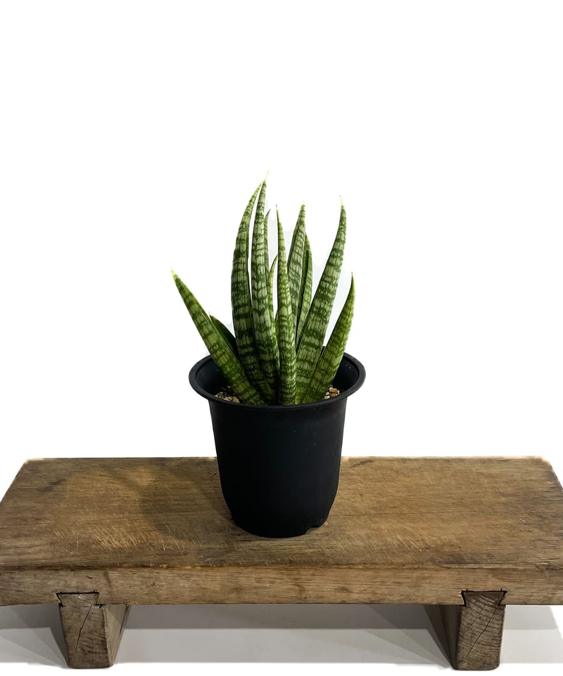 サンセベリア アンヤマニーズ クロー「 Sansevieria Unyamanee's