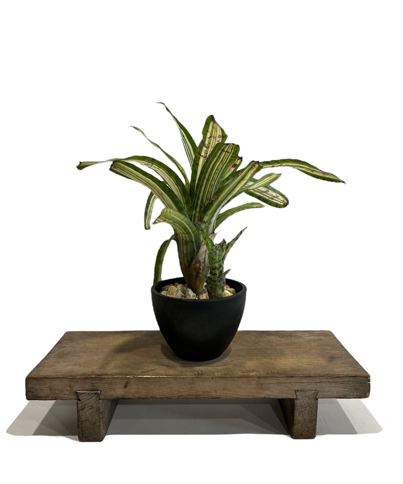 エクメア バート 斑入り「Aechmea Bert variegated」94F-4 | SH