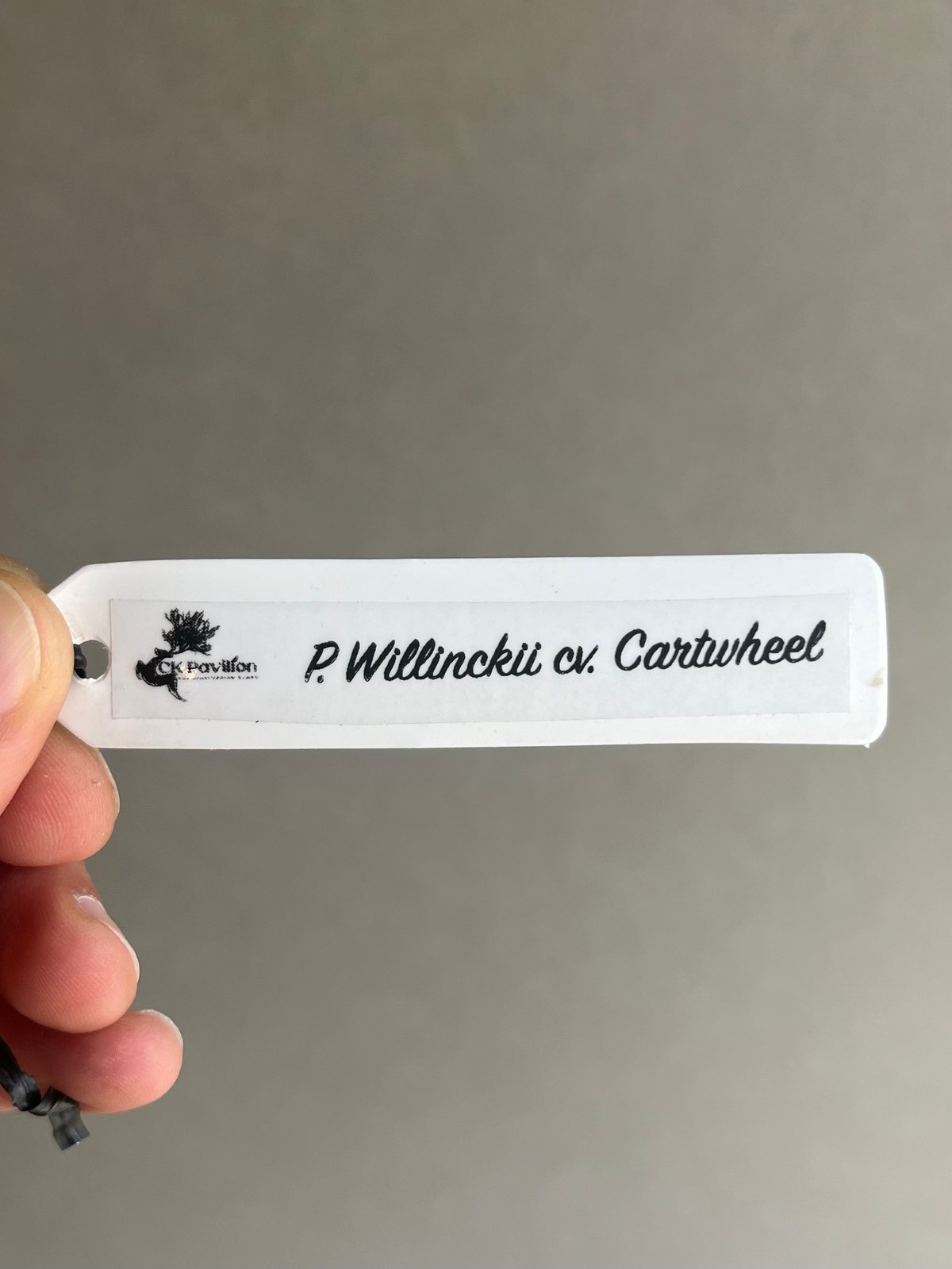 ビカクシダ ウィリンキー カート ウィール「Platycerium willinckii cv