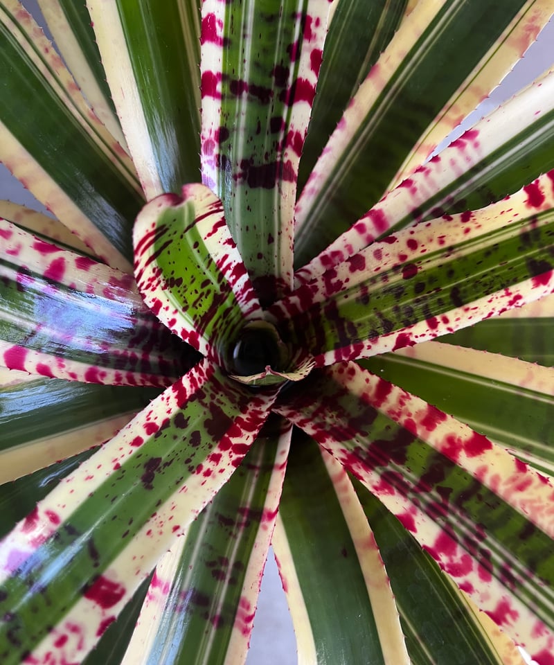ネオレゲリア ワイルド ラビット 「Neoregelia 'Wild Rabbit'」49Z