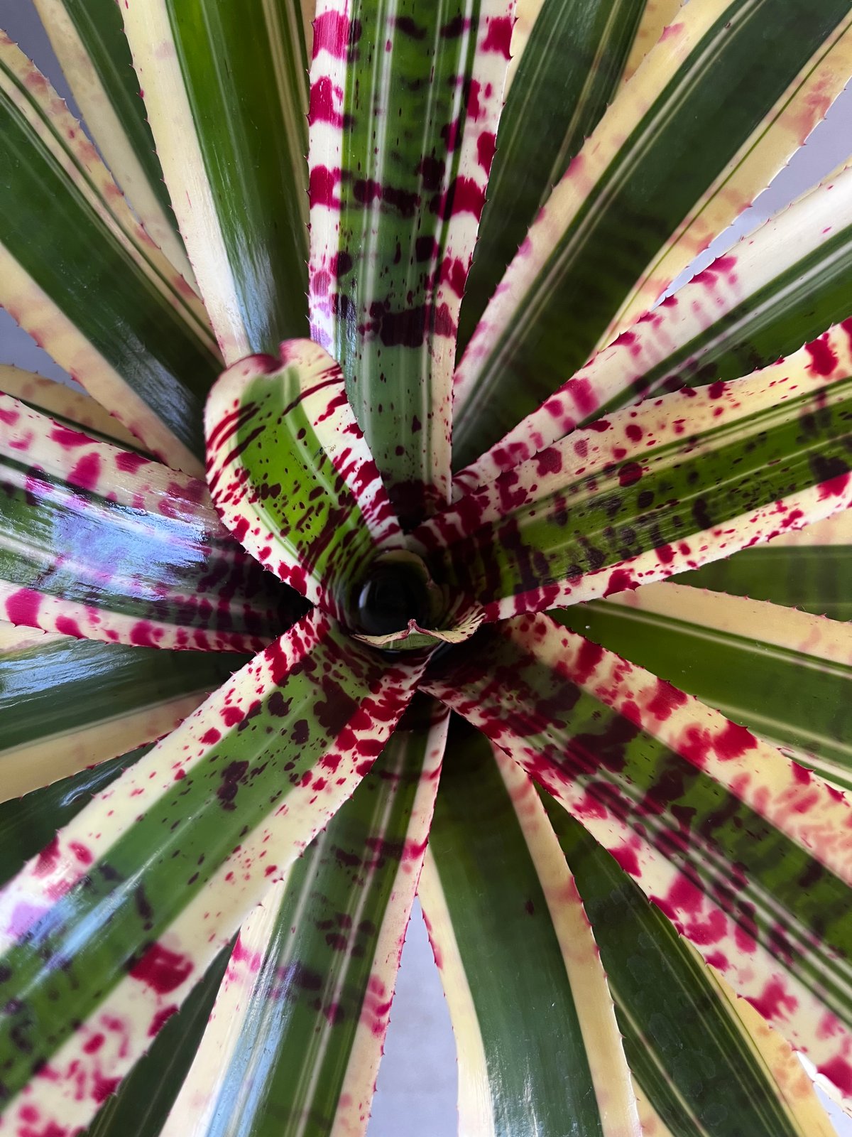 ネオレゲリア ワイルド ラビット 「Neoregelia 'Wild Rabbit'」49Z