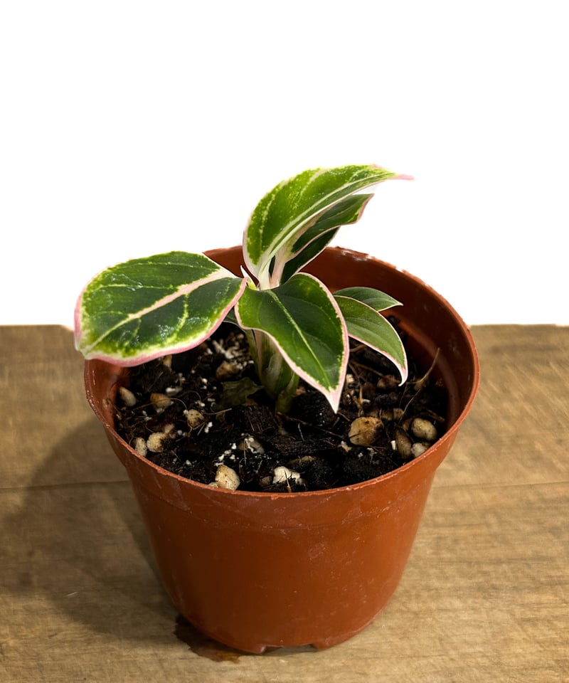 アグラオネマ ロータス デライト「Aglaonema Lotus Delight」5