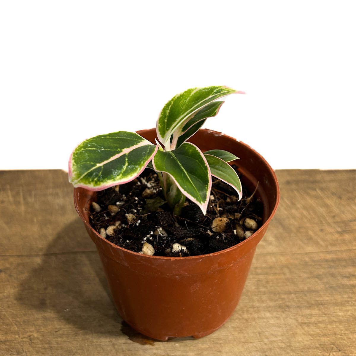 その他観葉植物 Aglaonema Lotus Delight アグラオネマ ロータス デライト「Aglaonema Lotus Delight」5/12-4