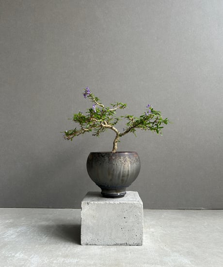 CATEGORY object by 1218 | SHOUCHIKUEN